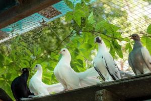 les pigeons de son pigeonnier. élevage de pigeons domestiques de race