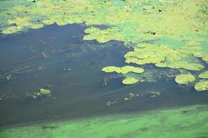 la surface d'un ancien marécage recouvert de lentilles d'eau et de feuilles de lys photo