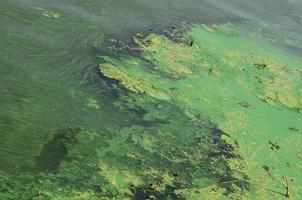 la surface d'un ancien marécage recouvert de lentilles d'eau et de feuilles de lys photo