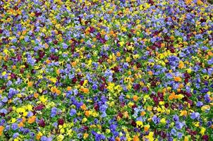 fleurs de pensée multicolores ou pensées en gros plan comme arrière-plan ou carte photo