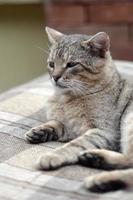 triste museau portrait d'un chat tigré rayé gris aux yeux verts, mise au point sélective photo