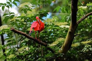 l'ibis écarlate, eudocimus ruber assis sur l'arbre. Ibis rouge sur fond vert. oiseau d'eau rouge sur le sol dans l'herbe sur fond vert. photo