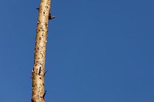 un pin sur fond de ciel bleu photo