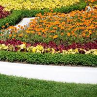 pot de fleur de coleus. belle perspective de feuilles de plantes coleus naturelles photo