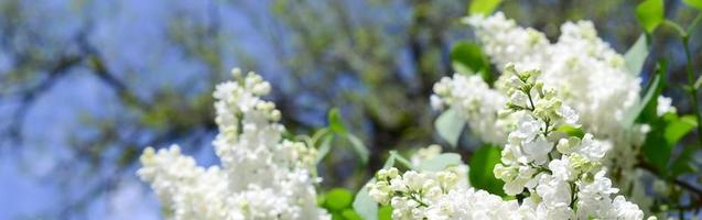 branches de lilas blanc et de feuilles vertes. branche fleurie de lilas photo