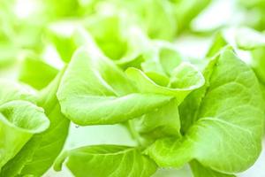 les légumes verts biologiques ont des gouttelettes d'eau sur les feuilles. flou de mouvement flou photo