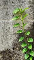 epipremnum aureum, connu sous le nom de lierre du diable peut ramper sur le mur et sur le sol. photo