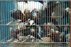 oiseaux asiatiques, pinsons indonésiens en groupes dans une cage en cours de séchage photo