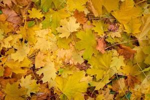 fond orange de nombreuses feuilles tombées. photo