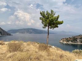 arbre solitaire sur le rocher. fond de mer.