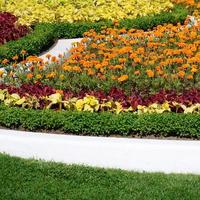 pot de fleur de coleus. belle perspective de feuilles de plantes coleus naturelles photo