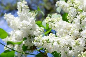 branches de lilas blanc et de feuilles vertes. branche fleurie de lilas photo