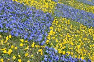 belles pensées en fleurs violettes et jaunes dans le jardin de printemps photo