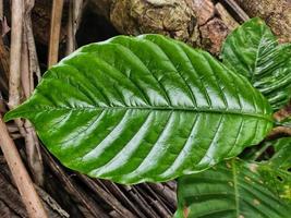 feuilles de café sauvages photo