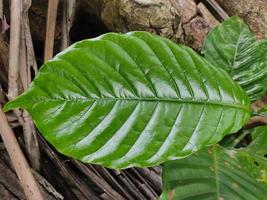 feuilles de café sauvages photo