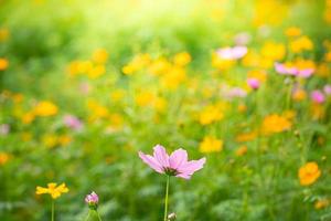 belle fleur rose dans le jardin photo