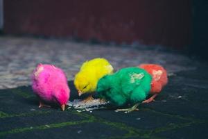 c'est une photo des poussins peints de couleurs vives.