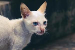 un chaton chat sauvage blanc ou un chat errant. ce chaton errant n'a pas de maison photo