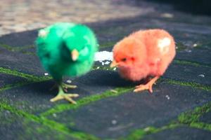 c'est une photo des poussins peints de couleurs vives.