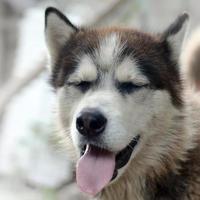 chien husky endormi drôle bâille avec la bouche grande ouverte et la longue langue photo