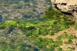 algues vertes sur les rochers de la côte méditerranéenne. photo