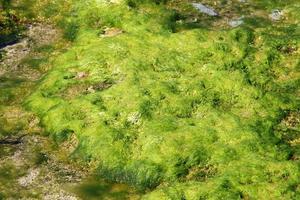 algues vertes sur les rochers de la côte méditerranéenne. photo