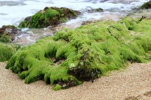 algues vertes sur les rochers de la côte méditerranéenne. photo