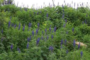 le lupin fleurit dans une clairière. photo