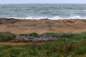 côte de la mer méditerranée dans le nord d'israël. photo