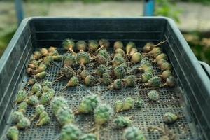 beau cactus en gros plan dans le jardin. divers types de marchés de cactus de beauté ou de fermes de cactus. concept de plantes vertes. photo