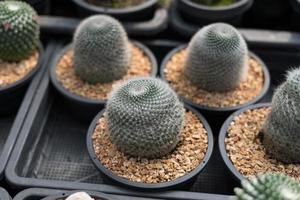 beau cactus en gros plan dans le jardin. divers types de marchés de cactus de beauté ou de fermes de cactus. concept de plantes vertes. photo