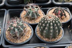 beau cactus en gros plan dans le jardin. divers types de marchés de cactus de beauté ou de fermes de cactus. concept de plantes vertes. photo