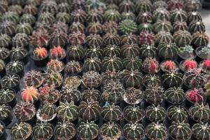 beau cactus en gros plan dans le jardin. divers types de marchés de cactus de beauté ou de fermes de cactus. concept de plantes vertes. photo