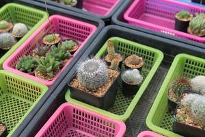 beau cactus en gros plan dans le jardin. divers types de marchés de cactus de beauté ou de fermes de cactus. concept de plantes vertes. photo