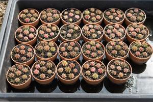 beau cactus en gros plan dans le jardin. divers types de marchés de cactus de beauté ou de fermes de cactus. concept de plantes vertes. photo