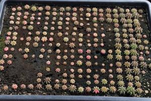 beau cactus en gros plan dans le jardin. divers types de marchés de cactus de beauté ou de fermes de cactus. concept de plantes vertes. photo