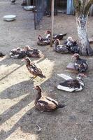 troupeau de canards domestiques sur basse-cour photo