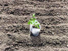 Vue ci-dessus du tube avec pousse verte de tomate photo