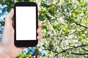 smartphone et fleurs de printemps de cerisier photo