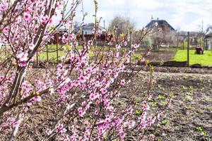 pêcher en fleurs et jardin labouré au printemps photo