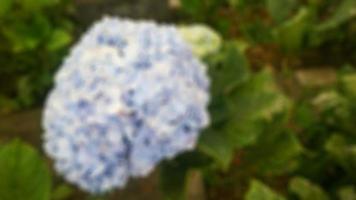 belle et étonnante fleur d'hortensia bleu photo