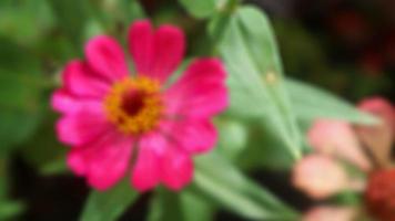 belle et magnifique fleur de zinnia rouge photo