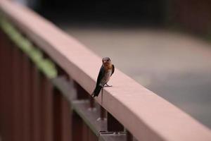 hirondelle pacifique sur un pont photo