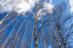 Troncs nus de bouleaux sur ciel bleu au début du printemps photo