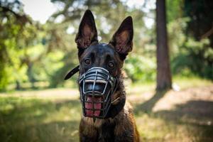 portrait d'un chien de berger belge, lors d'une promenade dans un parc verdoyant. photo