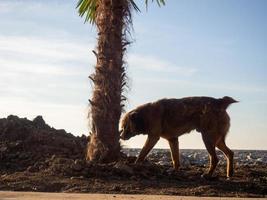 le chien marche le long du bord de mer. profil d'un chien contre le ciel. photo