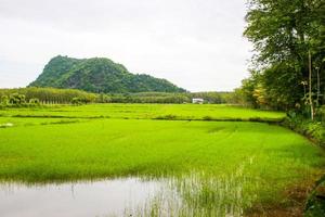 rizières et montagnes verdoyantes dans la campagne thaïlandaise photo