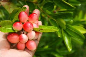 cerise rouge dans le jardin forestier photo