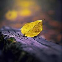 une feuille jaune se trouve seule sur un tronc d'arbre photo