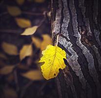 une feuille jaune se trouve seule sur un tronc d'arbre photo